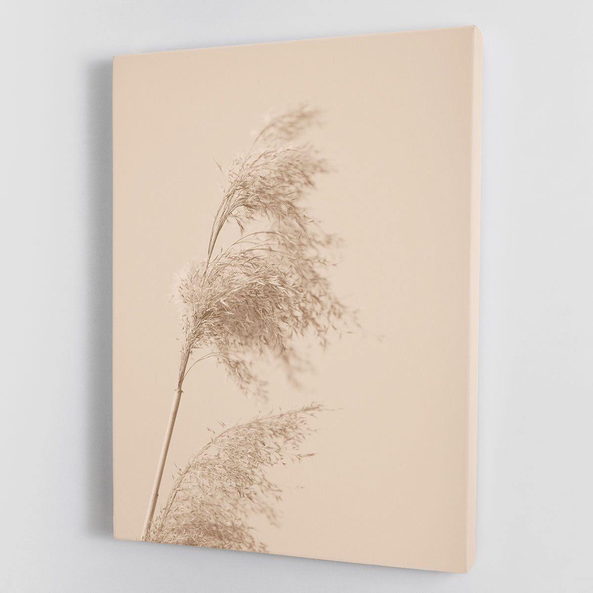 Reed Grass Beige 03 Canvas Print or Poster - Canvas Art Rocks - 1