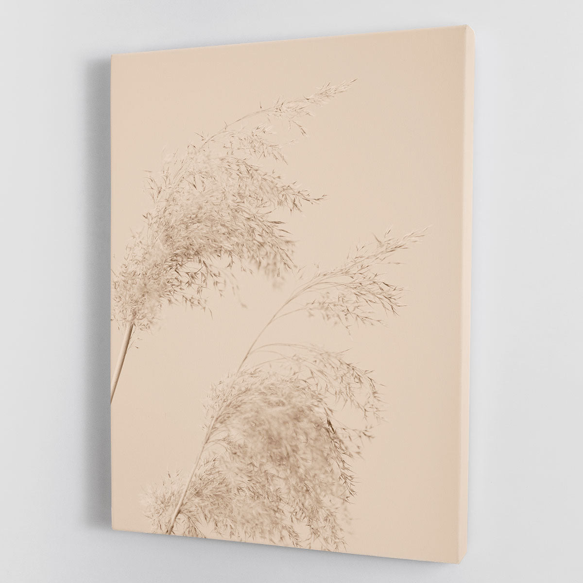 Reed Grass Beige 06 Canvas Print or Poster - Canvas Art Rocks - 1