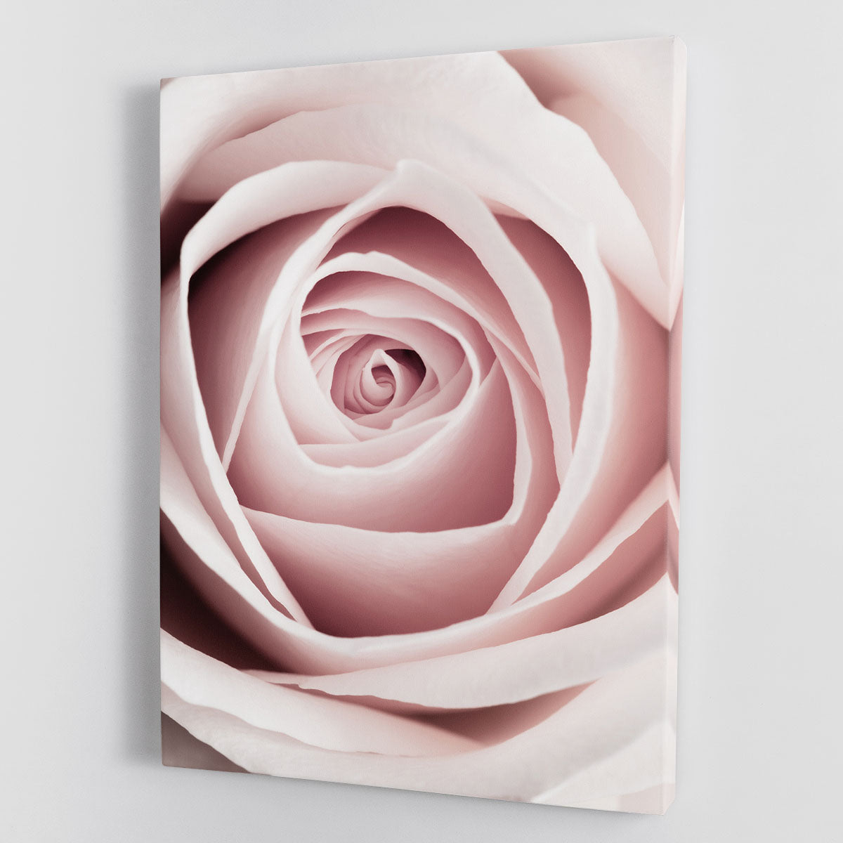 Pink Rose No 1 Canvas Print or Poster - Canvas Art Rocks - 1
