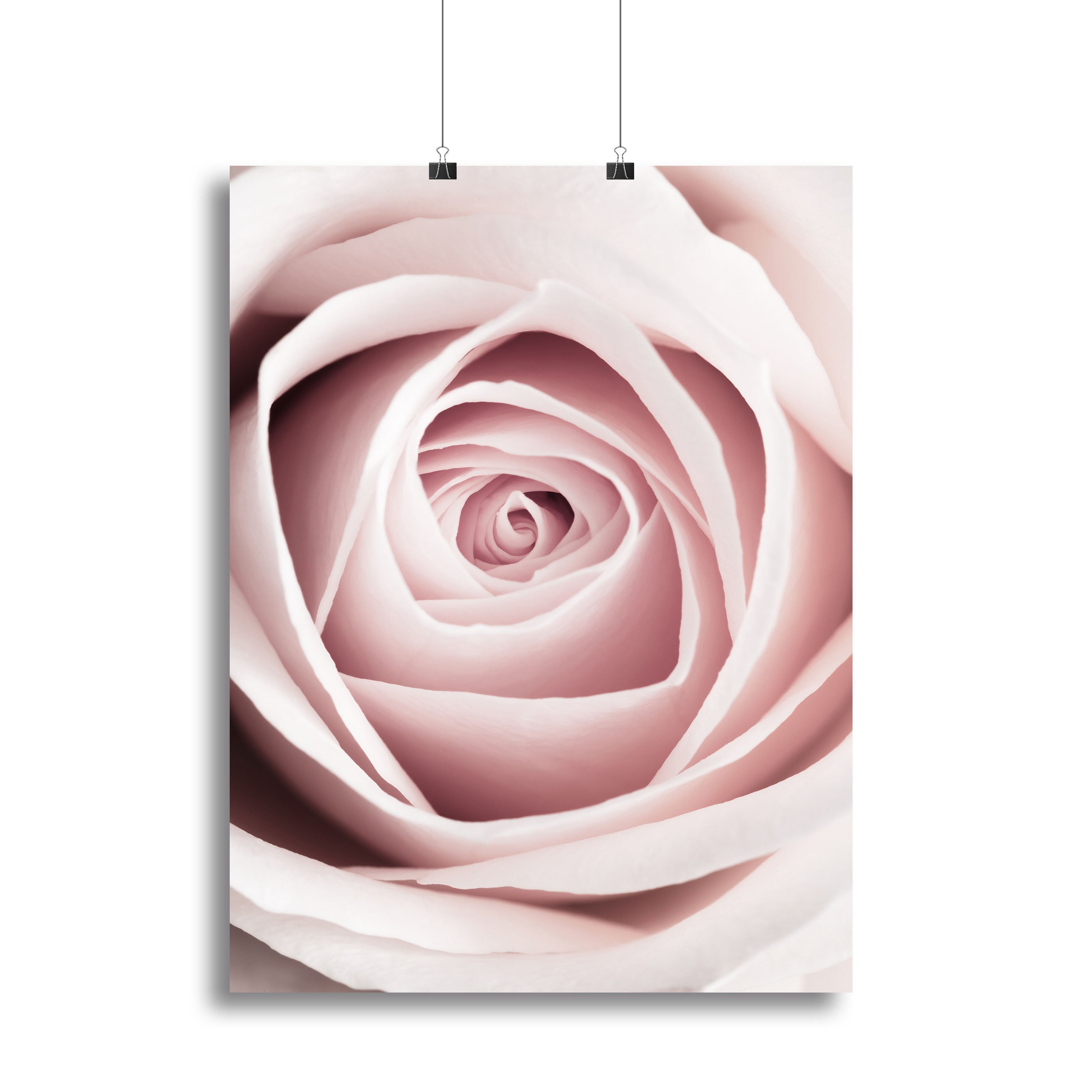 Pink Rose No 1 Canvas Print or Poster - Canvas Art Rocks - 2