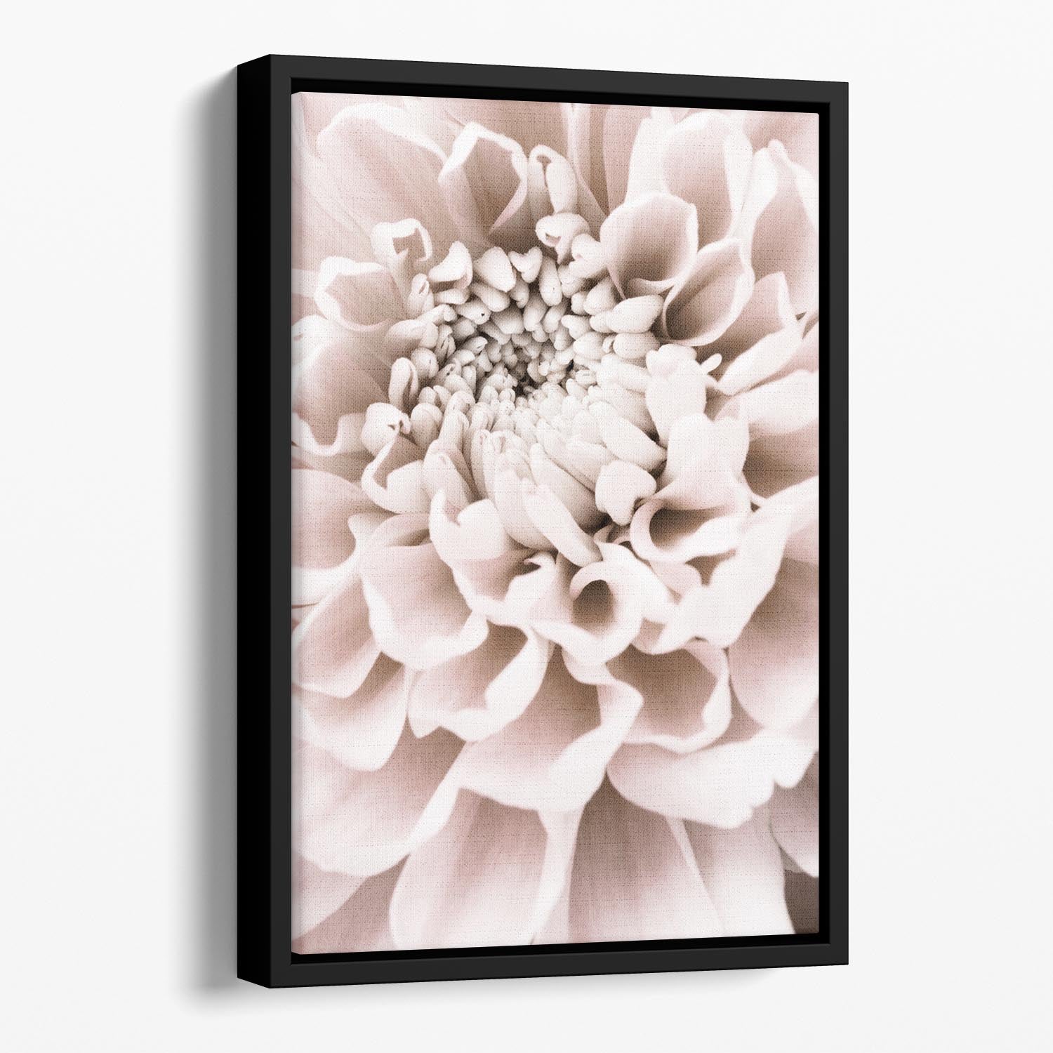 Chrysanthemum No 01 Floating Framed Canvas - Canvas Art Rocks - 1