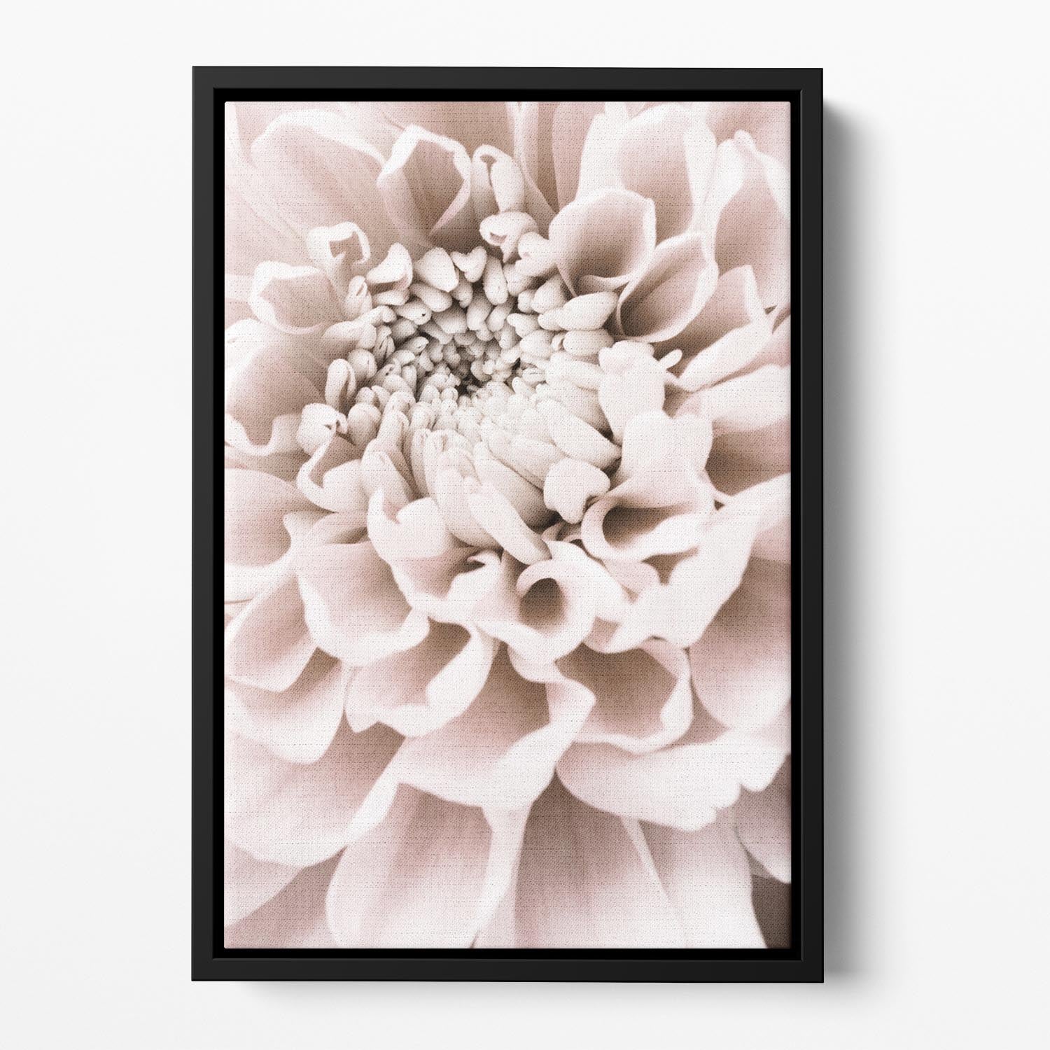 Chrysanthemum No 01 Floating Framed Canvas - Canvas Art Rocks - 2