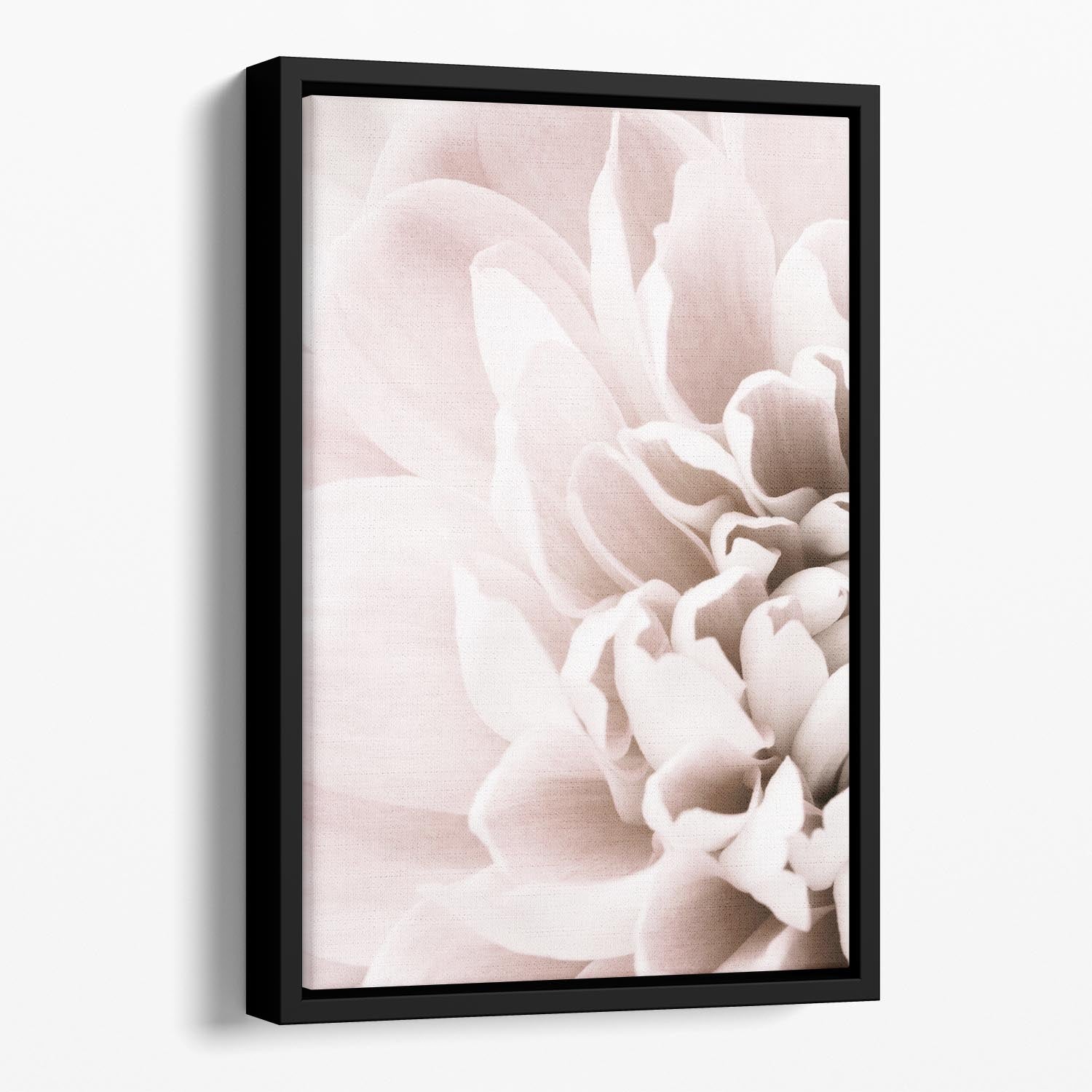 Chrysanthemum No 02 Floating Framed Canvas - Canvas Art Rocks - 1