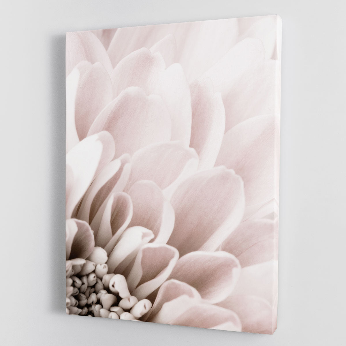 Chrysanthemum No 03 Canvas Print or Poster - Canvas Art Rocks - 1