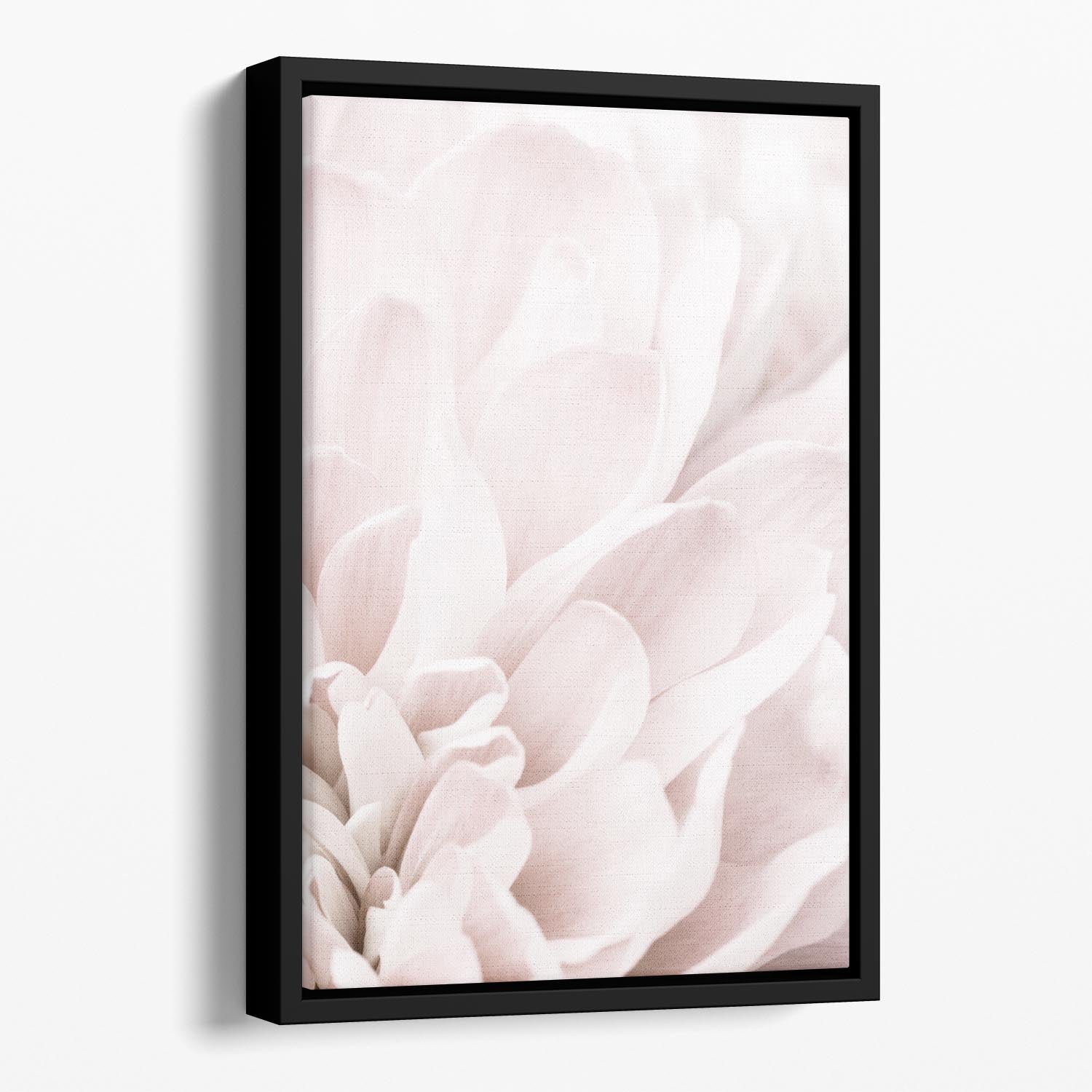 Chrysanthemum No 04 Floating Framed Canvas - Canvas Art Rocks - 1