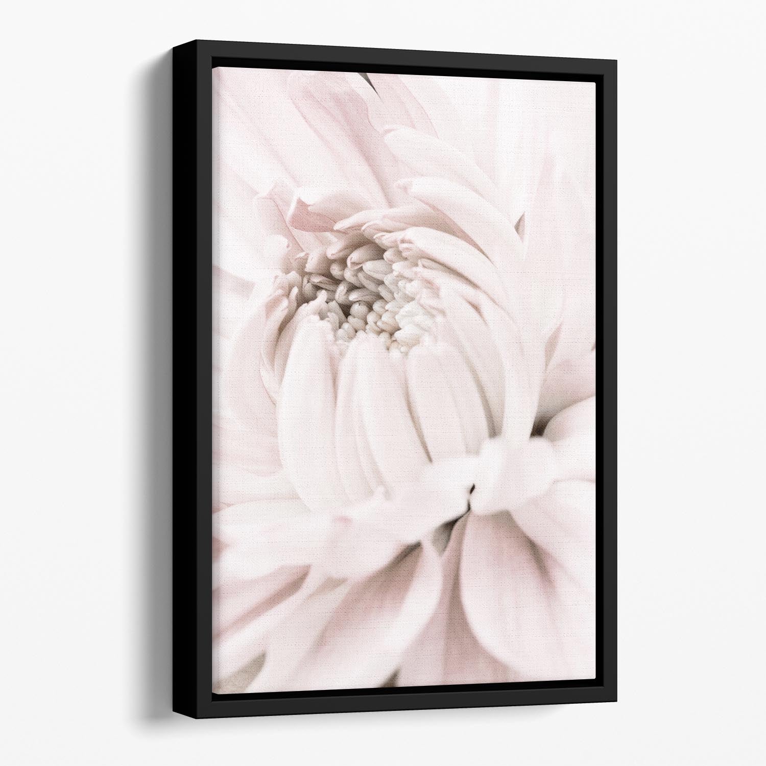 Chrysanthemum No 05 Floating Framed Canvas - Canvas Art Rocks - 1