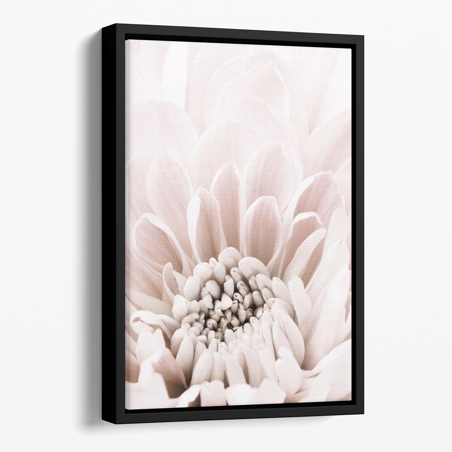 Chrysanthemum No 06 Floating Framed Canvas - Canvas Art Rocks - 1