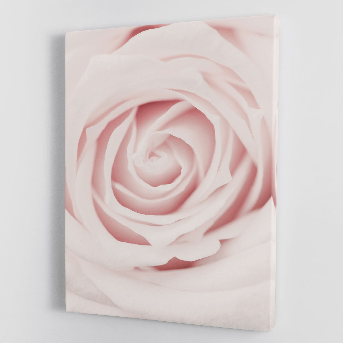 Pink Rose No 02 Canvas Print or Poster - Canvas Art Rocks - 1