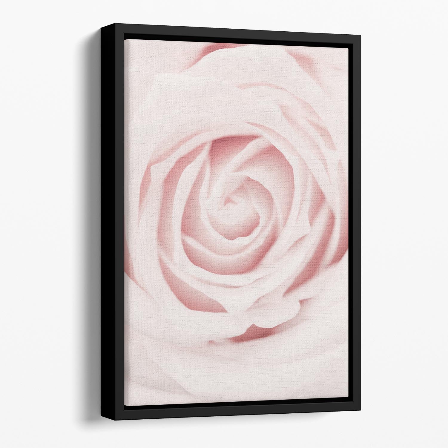 Pink Rose No 02 Floating Framed Canvas - Canvas Art Rocks - 1