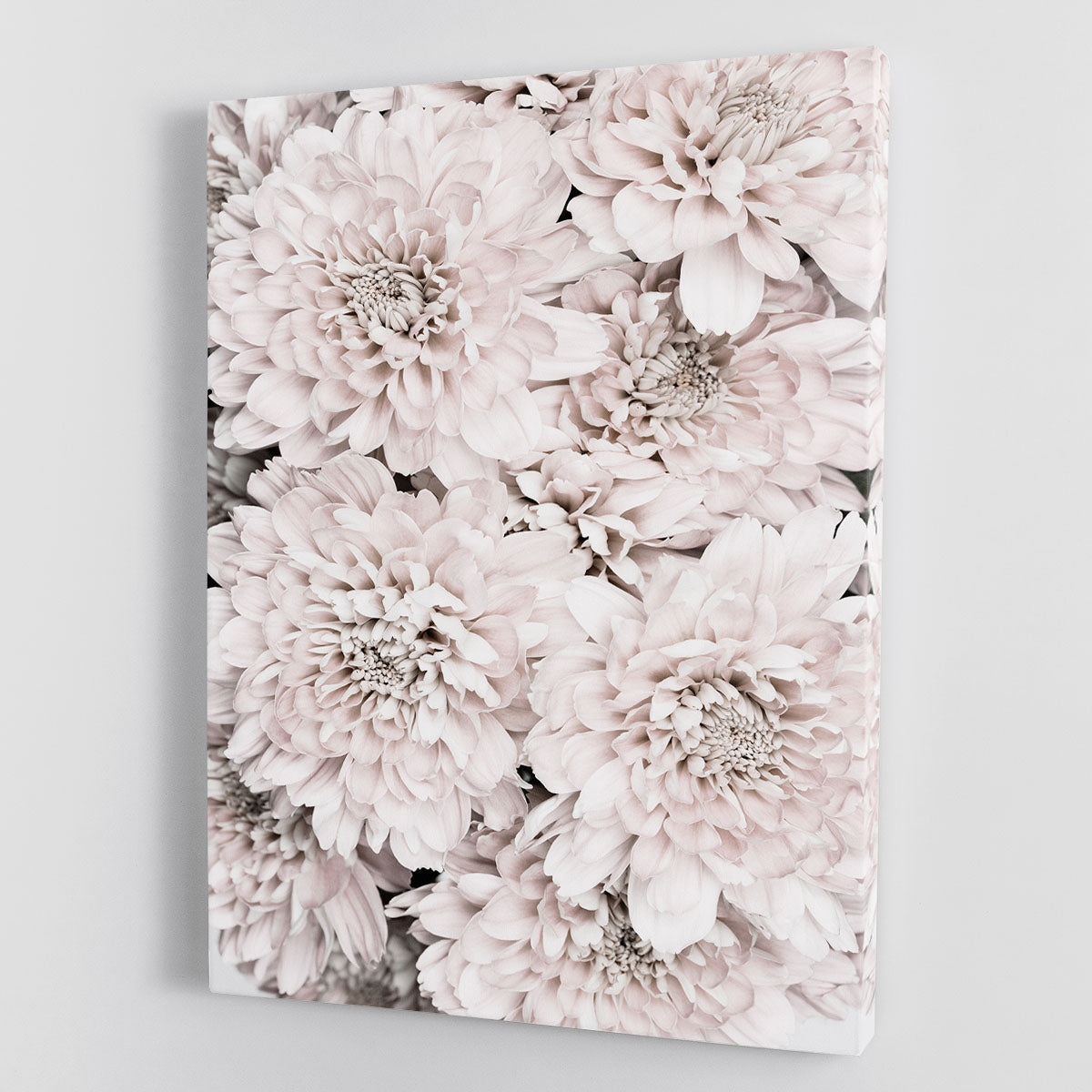 Chrysanthemum No 09 Canvas Print or Poster - Canvas Art Rocks - 1