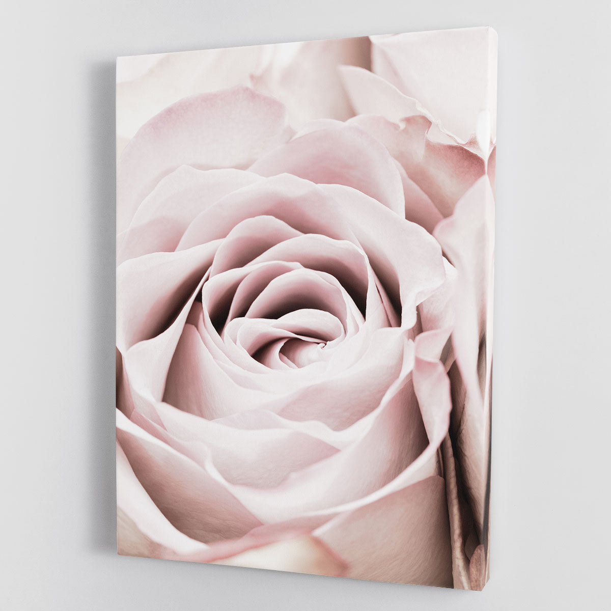 Pink Rose No 06 Canvas Print or Poster - Canvas Art Rocks - 1