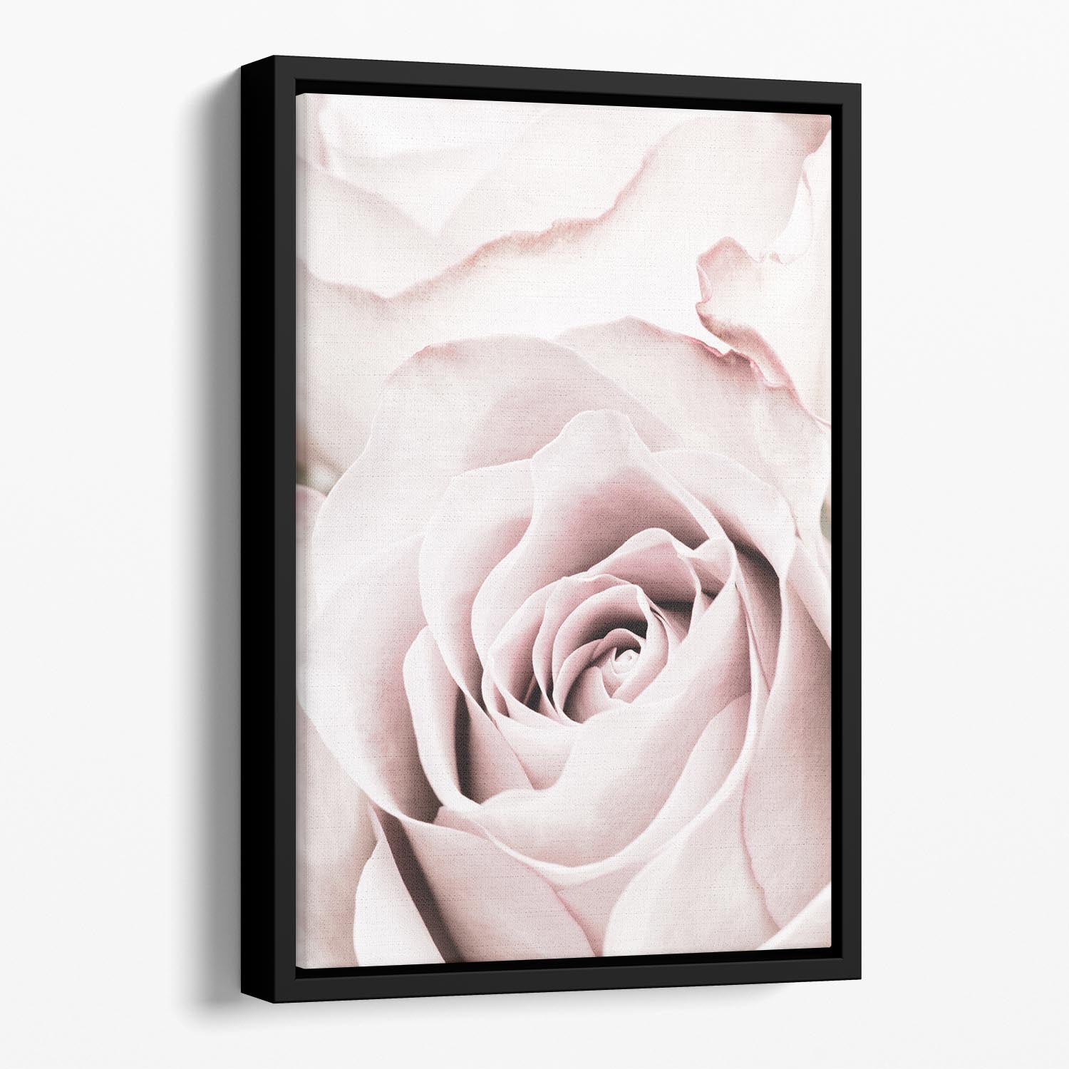 Pink Rose No 05 Floating Framed Canvas - Canvas Art Rocks - 1