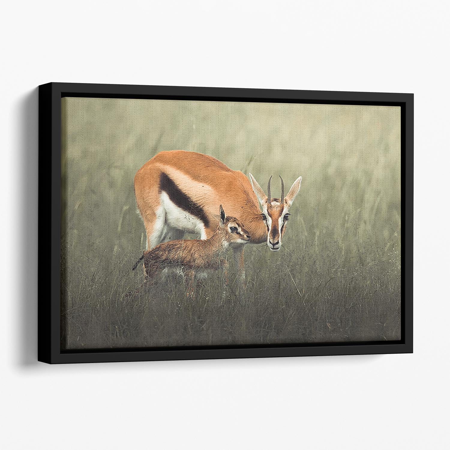 Gazelles Grazing Floating Framed Canvas - Canvas Art Rocks - 1