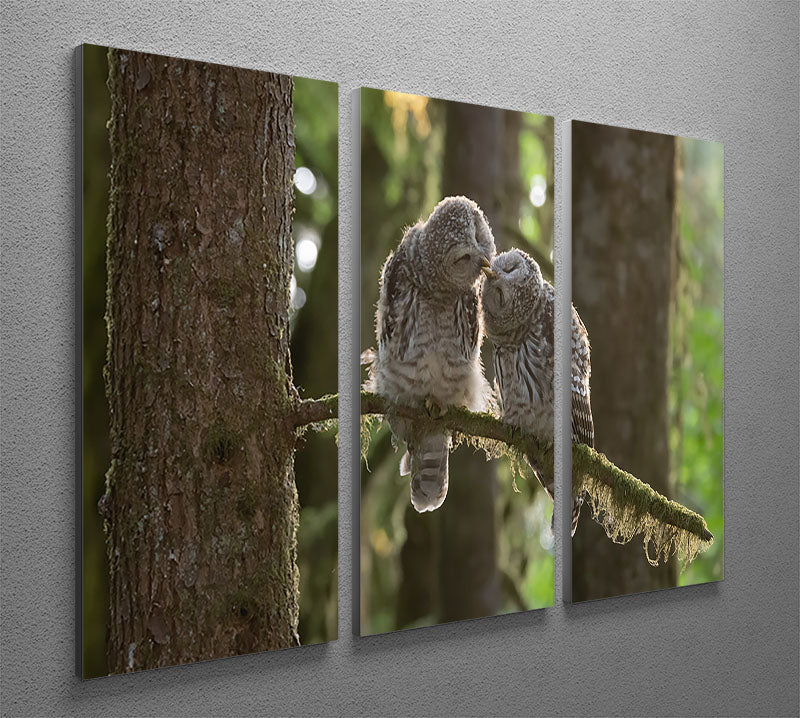 Two Owls Kissing 3 Split Panel Canvas Print - Canvas Art Rocks - 2