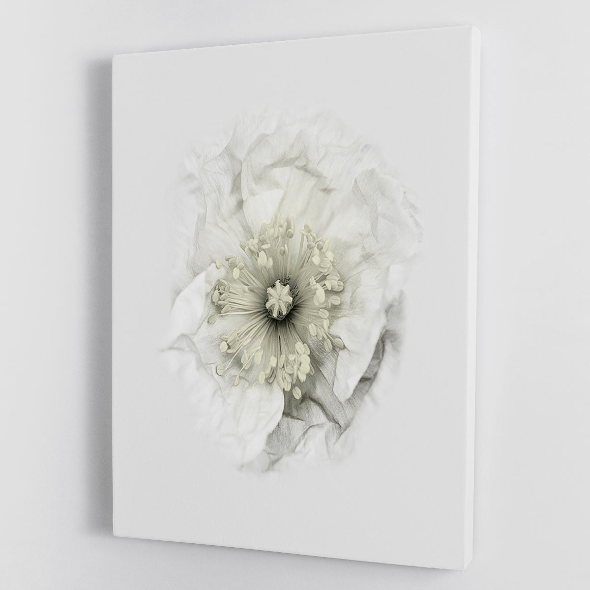 A White Poppy Canvas Print or Poster - Canvas Art Rocks - 1