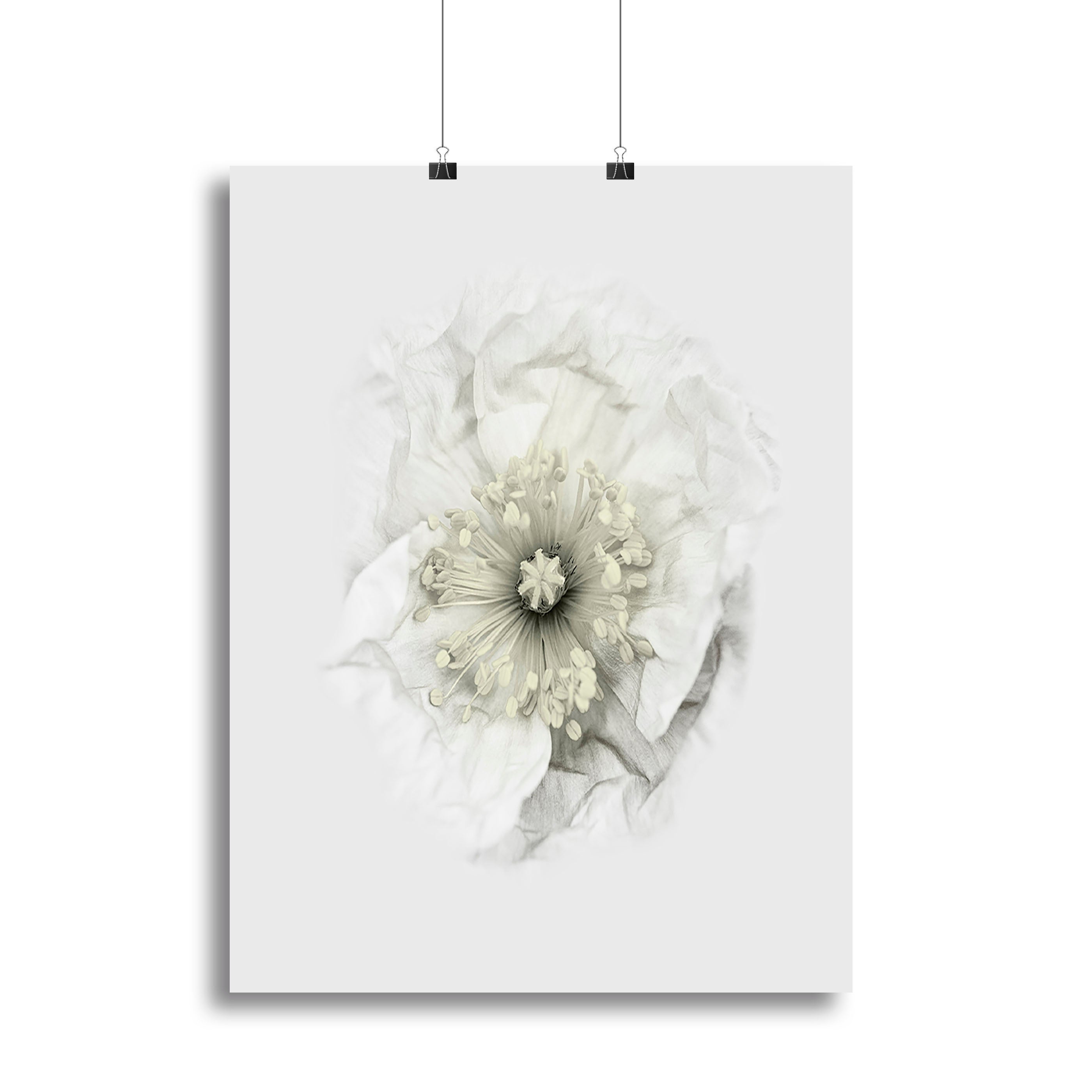 A White Poppy Canvas Print or Poster - Canvas Art Rocks - 2