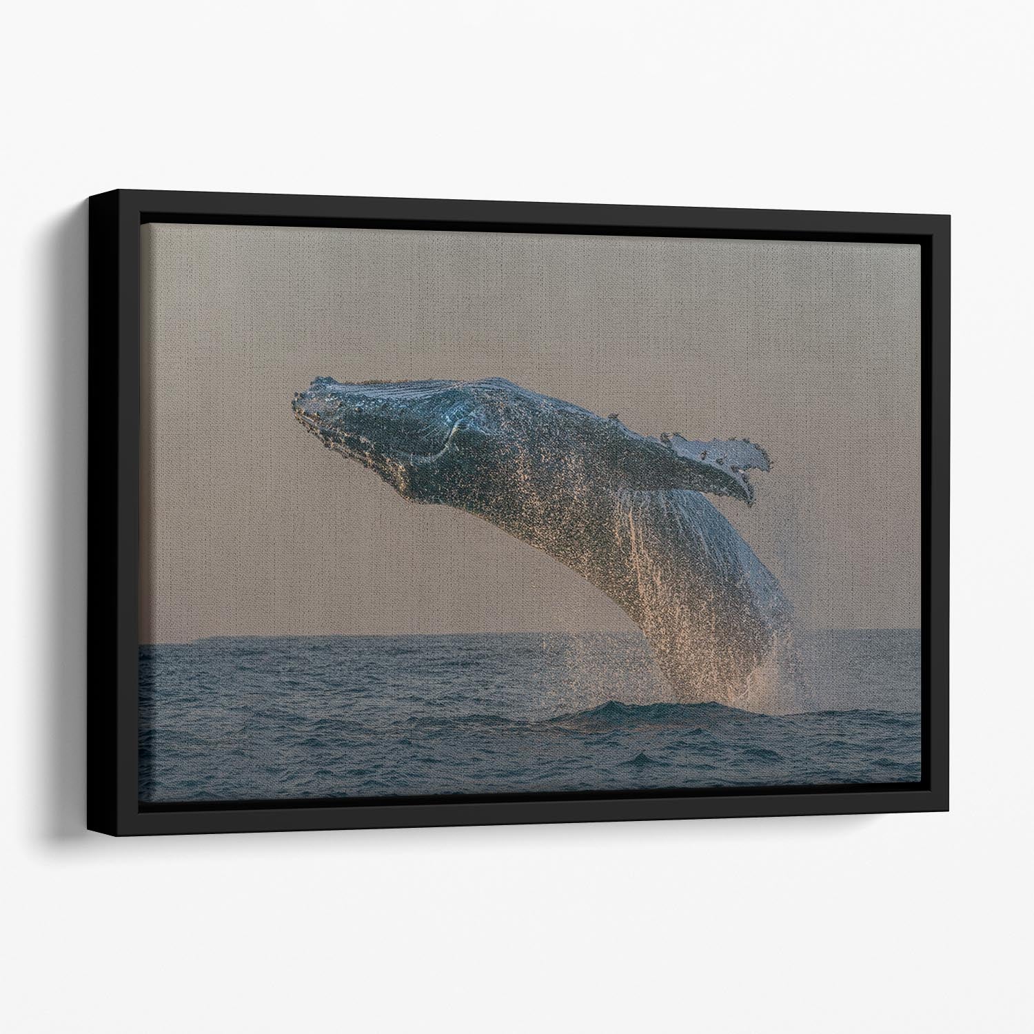 Whale Fliiping Out The Ocean Floating Framed Canvas - Canvas Art Rocks - 1