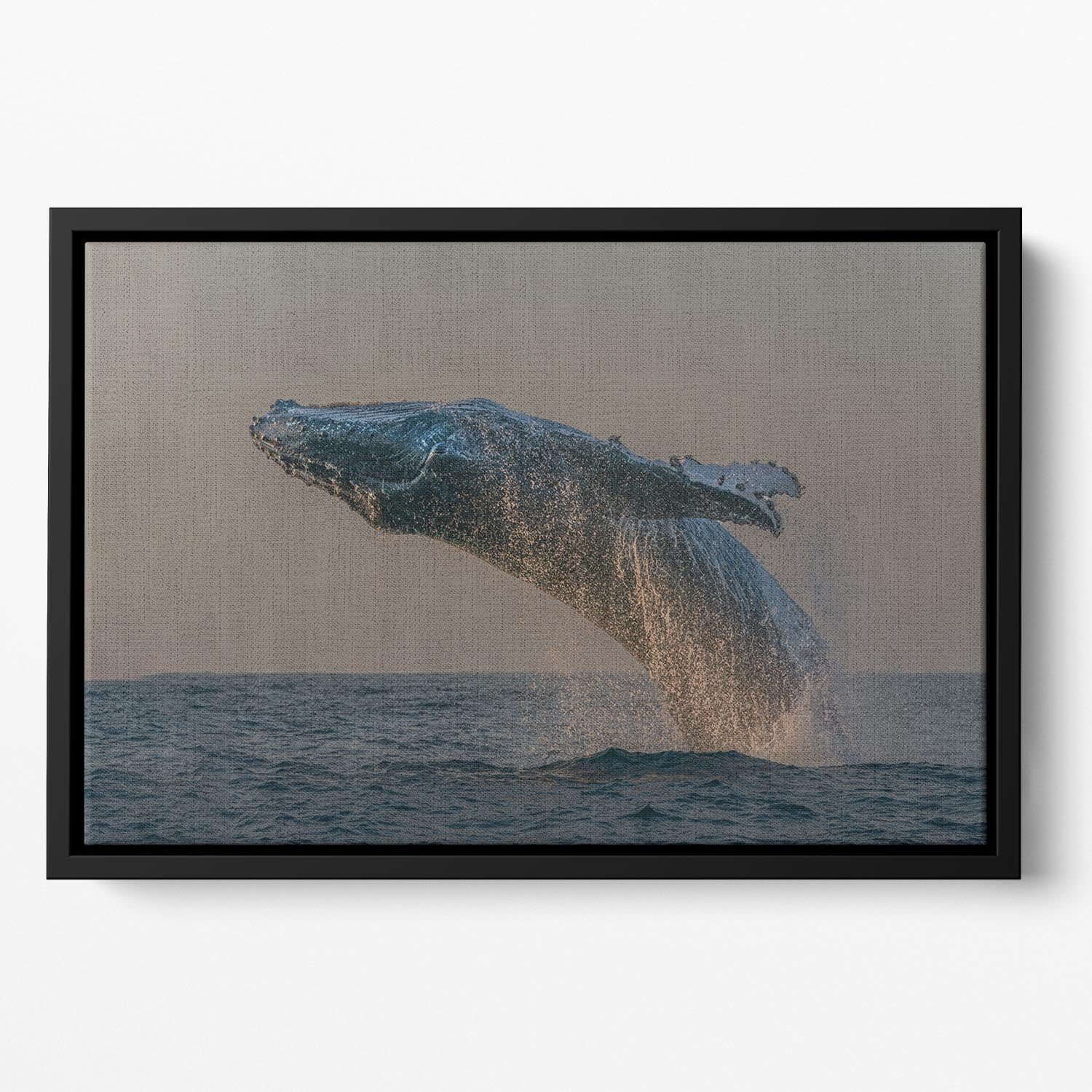Whale Fliiping Out The Ocean Floating Framed Canvas - Canvas Art Rocks - 2