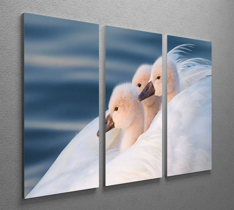 Three White Swans 3 Split Panel Canvas Print - Canvas Art Rocks - 2