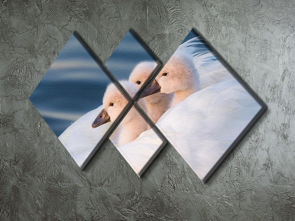 Three White Swans 4 Square Multi Panel Canvas - Canvas Art Rocks - 2