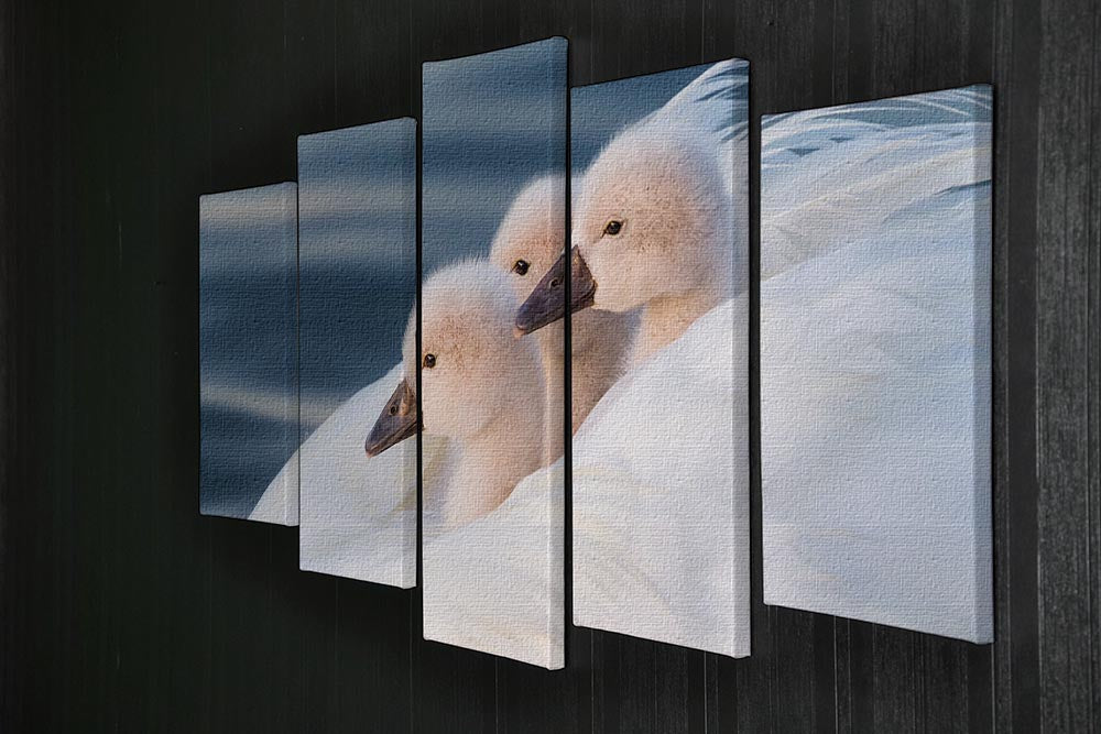 Three White Swans 5 Split Panel Canvas - Canvas Art Rocks - 2