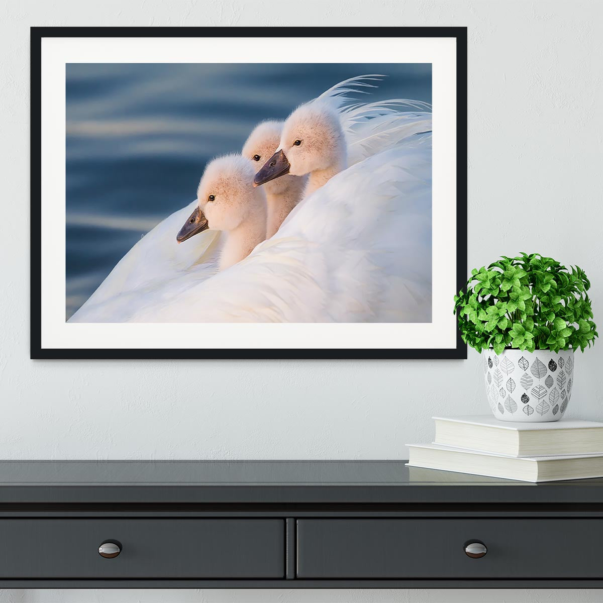 Three White Swans Framed Print - Canvas Art Rocks - 1