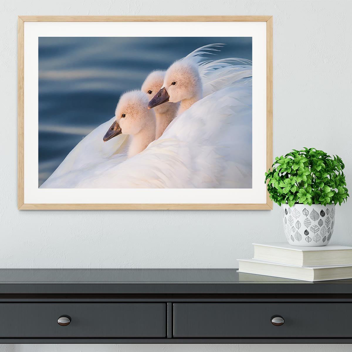 Three White Swans Framed Print - Canvas Art Rocks - 3