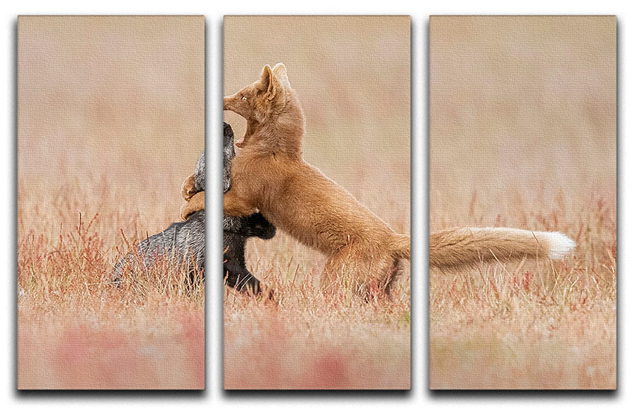 Two Foxes Playing In The Grass 3 Split Panel Canvas Print - Canvas Art Rocks - 1