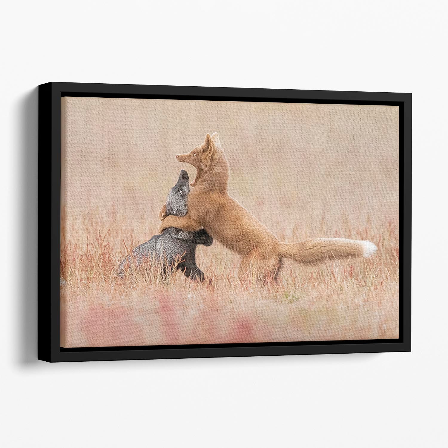 Two Foxes Playing In The Grass Floating Framed Canvas - Canvas Art Rocks - 1