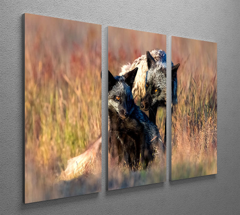 Two Black Foxes 3 Split Panel Canvas Print - Canvas Art Rocks - 2