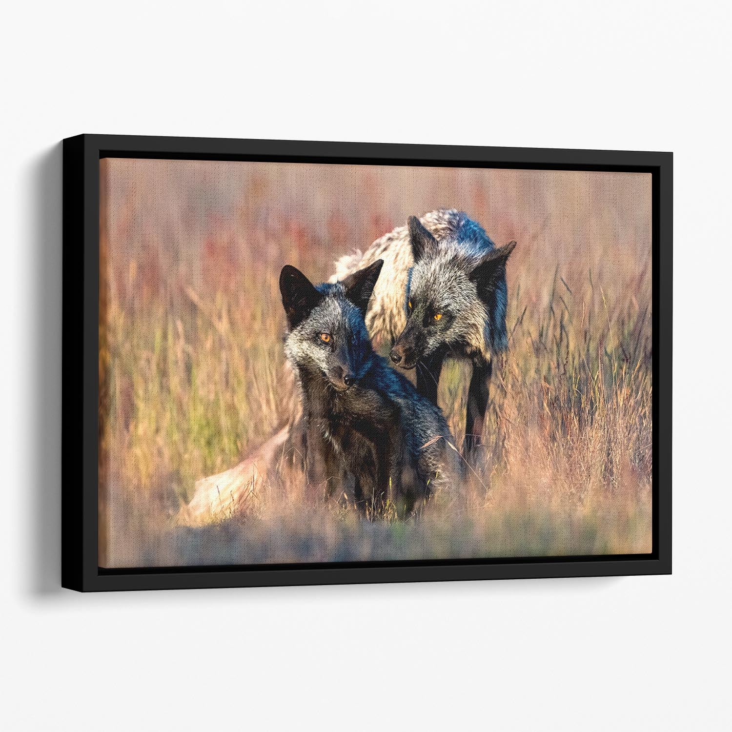 Two Black Foxes Floating Framed Canvas - Canvas Art Rocks - 1