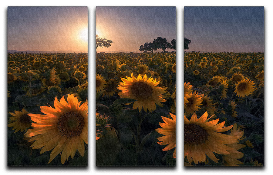 Sunflower Field 3 Split Panel Canvas Print - Canvas Art Rocks - 1