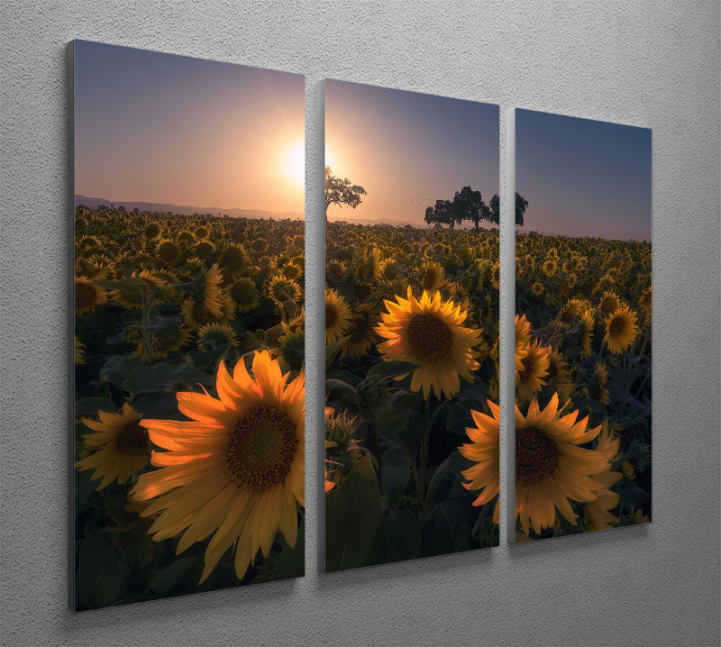 Sunflower Field 3 Split Panel Canvas Print - Canvas Art Rocks - 2