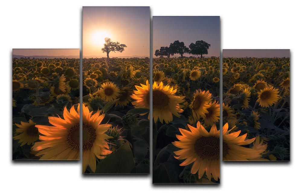 Sunflower Field 4 Split Panel Canvas - Canvas Art Rocks - 1