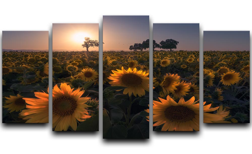 Sunflower Field 5 Split Panel Canvas - Canvas Art Rocks - 1