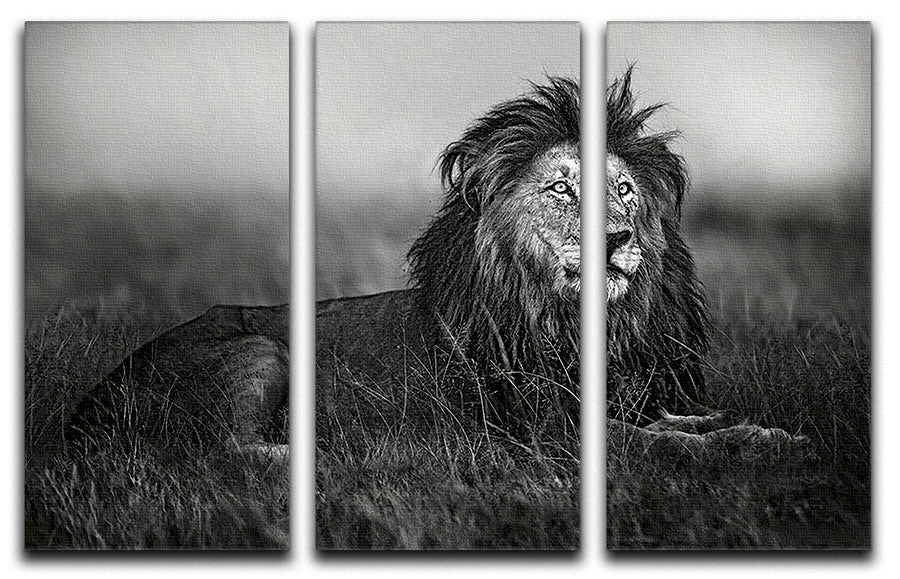 Greyscale Lion 3 Split Panel Canvas Print - Canvas Art Rocks - 1