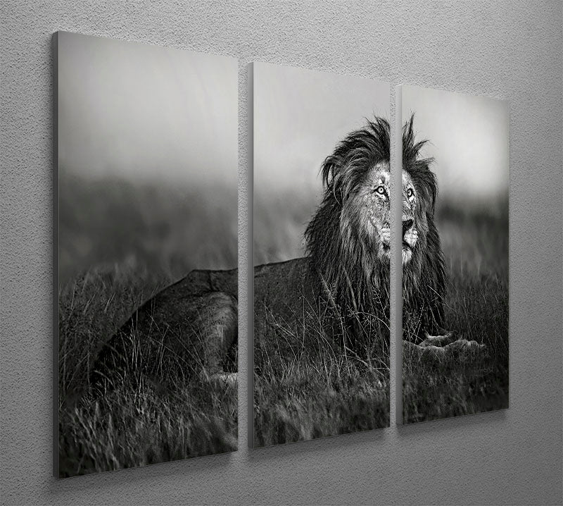 Greyscale Lion 3 Split Panel Canvas Print - Canvas Art Rocks - 2
