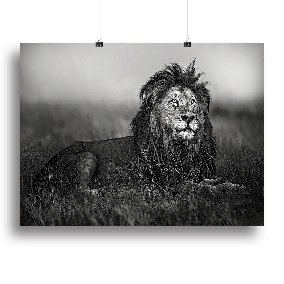 Greyscale Lion Canvas Print or Poster - Canvas Art Rocks - 2