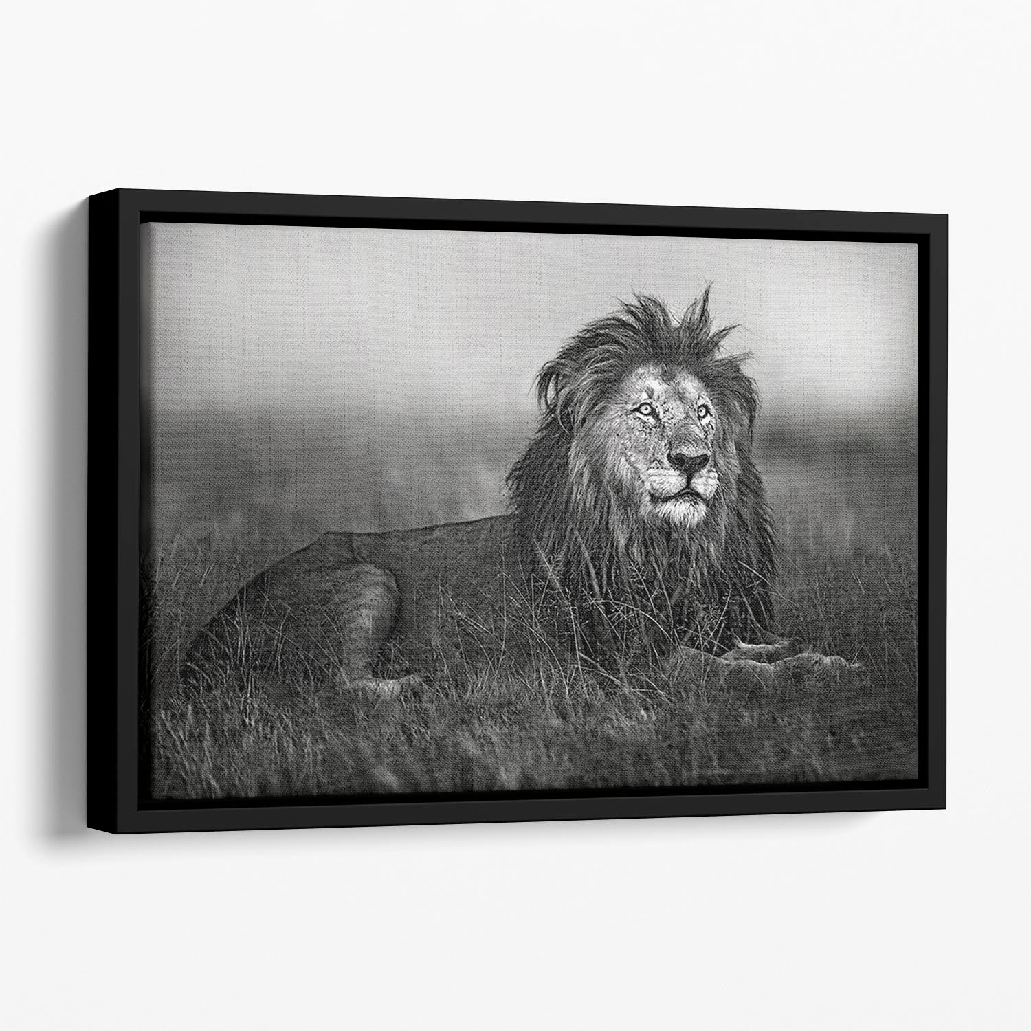 Greyscale Lion Floating Framed Canvas - Canvas Art Rocks - 1