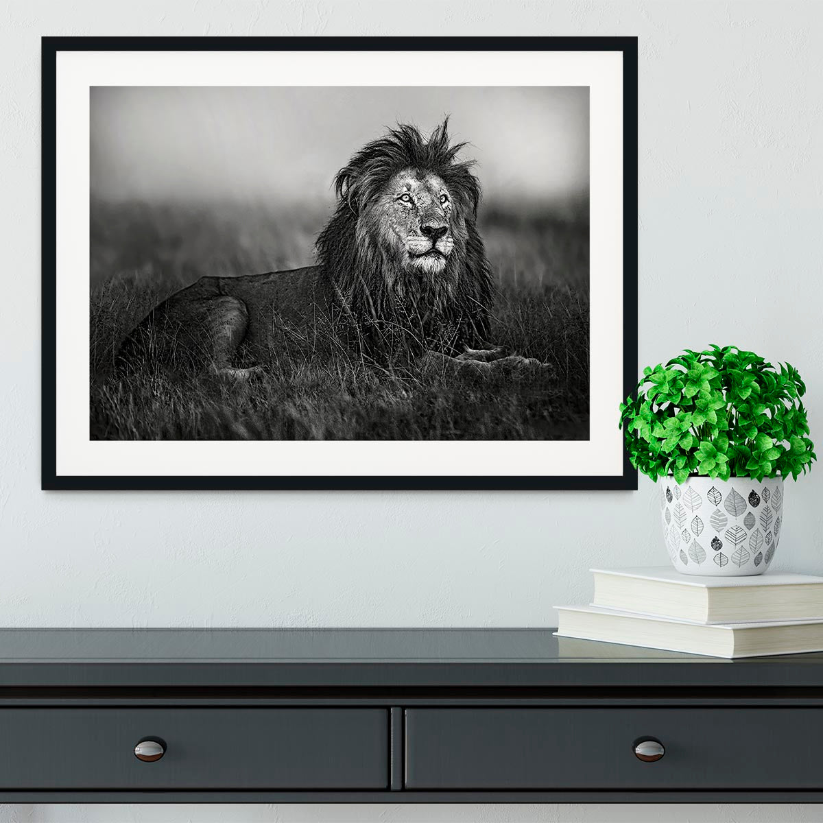 Greyscale Lion Framed Print - Canvas Art Rocks - 1