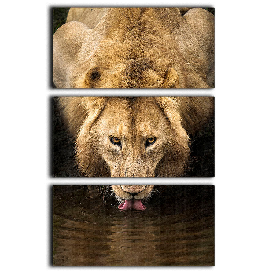 A Thirsty Lion 3 Split Panel Canvas Print - Canvas Art Rocks - 1