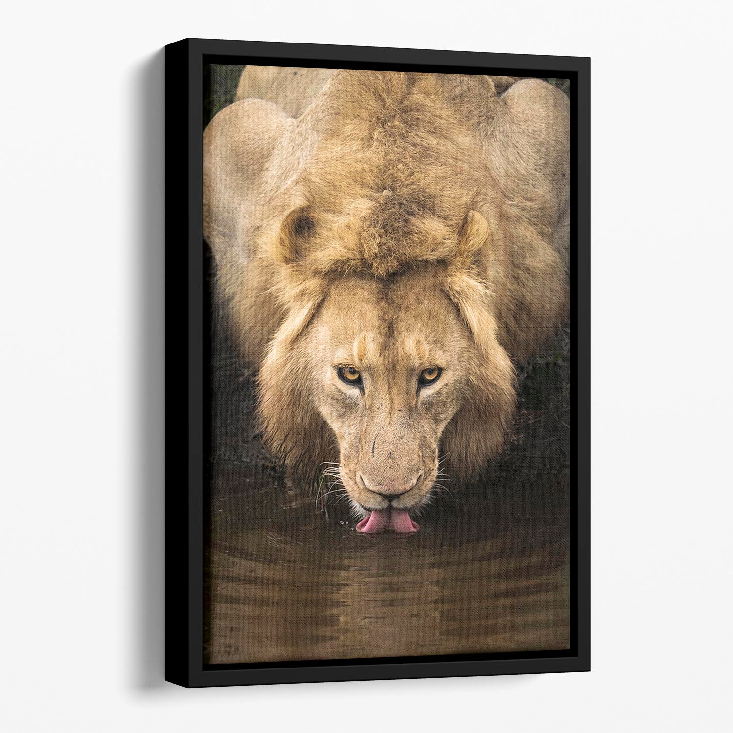 A Thirsty Lion Floating Framed Canvas - Canvas Art Rocks - 1