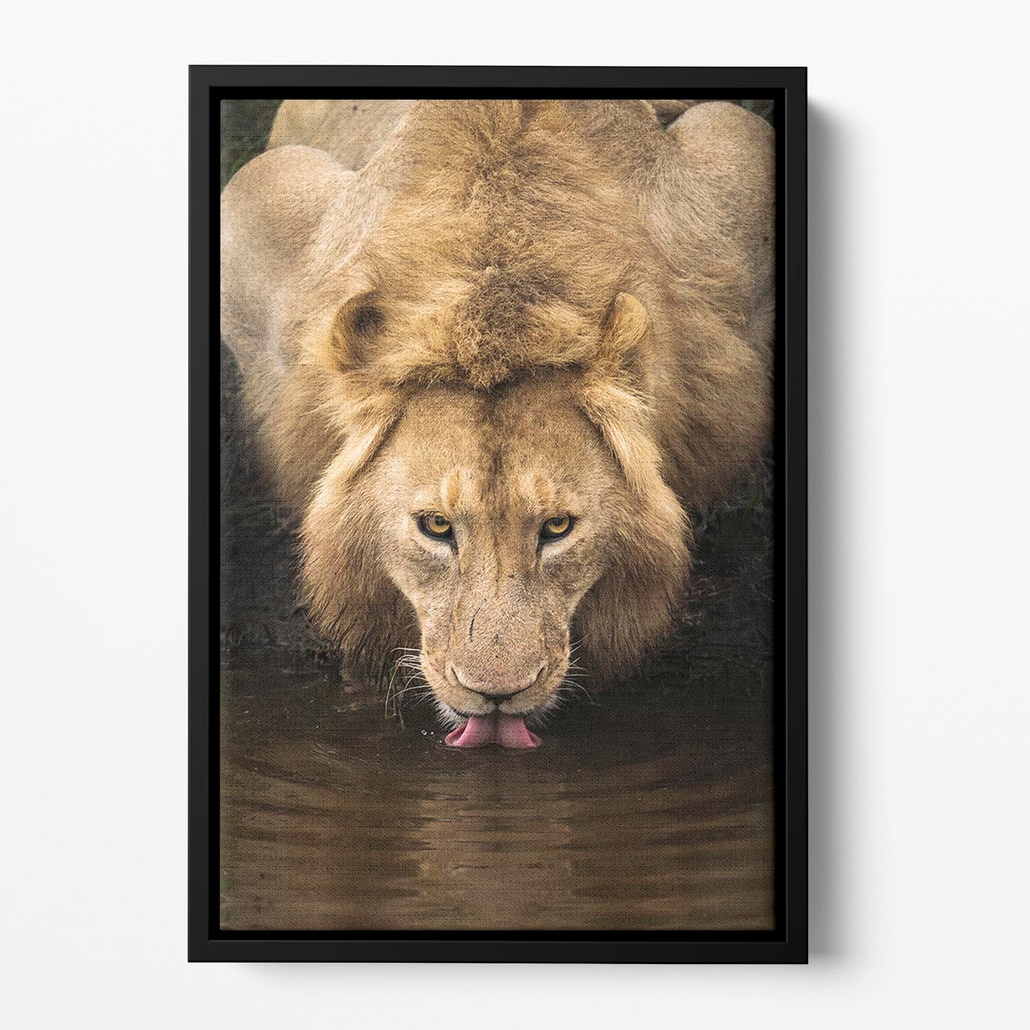 A Thirsty Lion Floating Framed Canvas - Canvas Art Rocks - 2