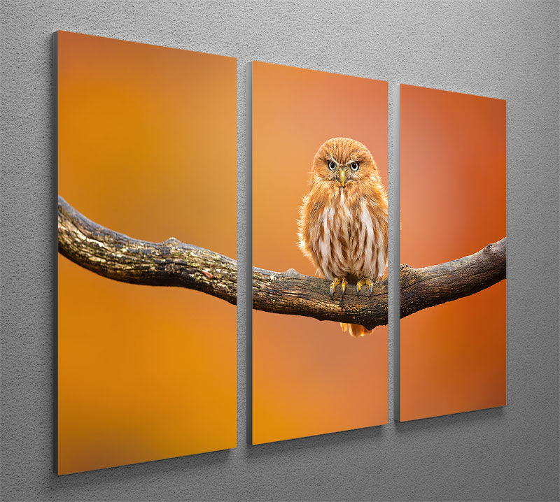 Orange Ferruginous Pygmy Owl 3 Split Panel Canvas Print - Canvas Art Rocks - 2