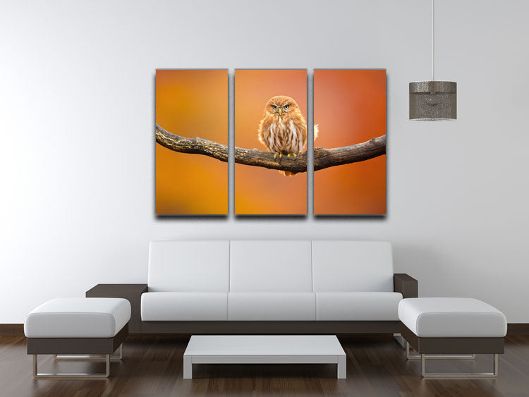 Orange Ferruginous Pygmy Owl 3 Split Panel Canvas Print - Canvas Art Rocks - 3