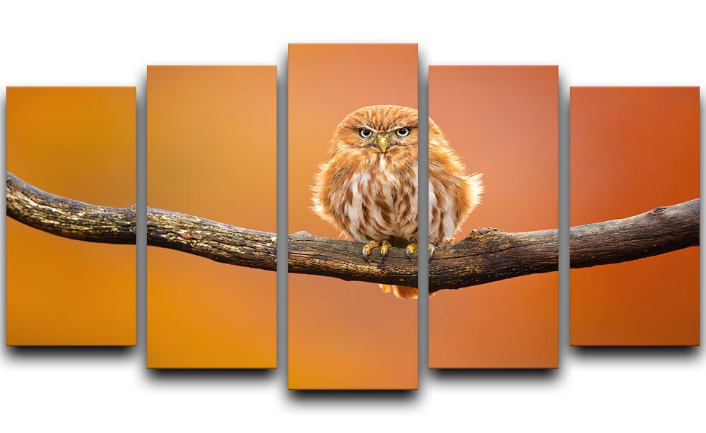 Orange Ferruginous Pygmy Owl 5 Split Panel Canvas - Canvas Art Rocks - 1