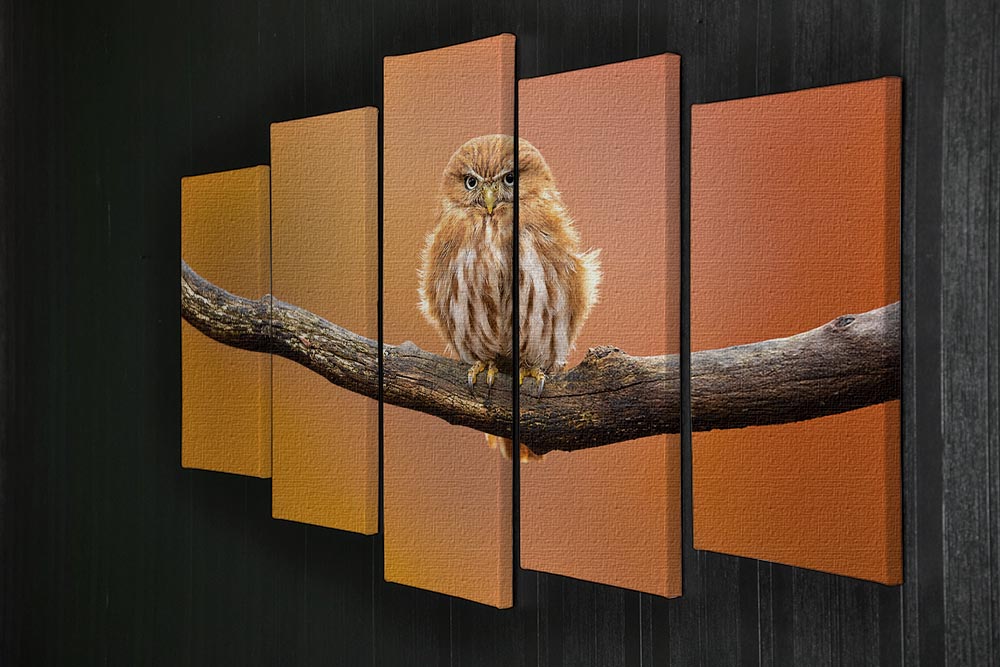 Orange Ferruginous Pygmy Owl 5 Split Panel Canvas - Canvas Art Rocks - 2