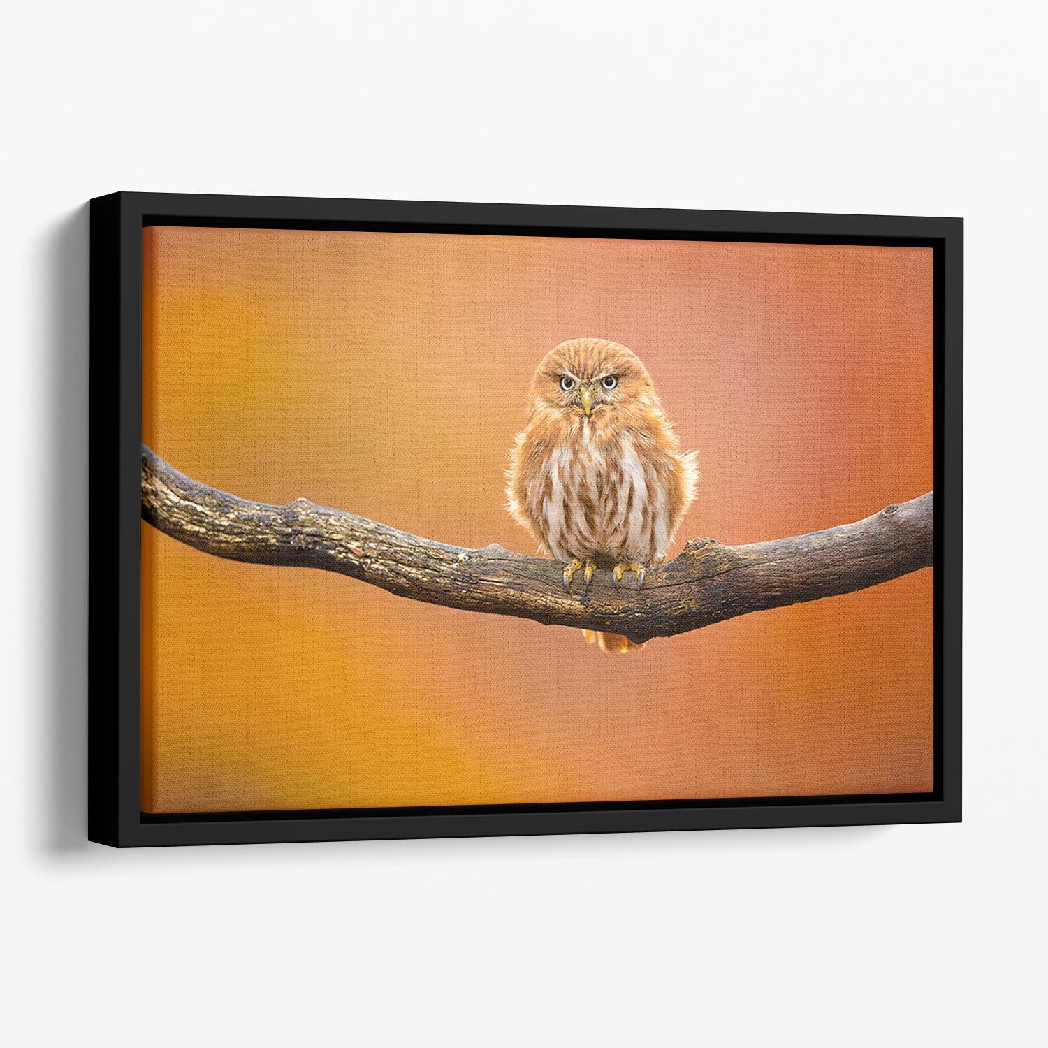 Orange Ferruginous Pygmy Owl Floating Framed Canvas - Canvas Art Rocks - 1