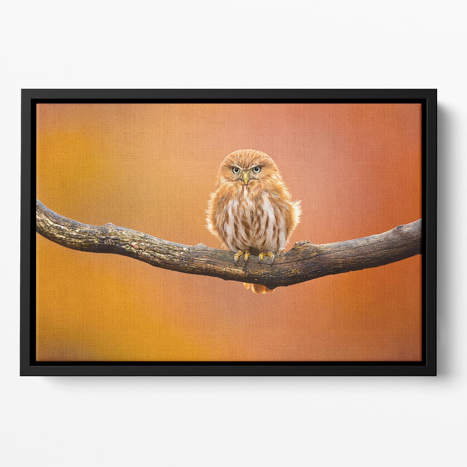 Orange Ferruginous Pygmy Owl Floating Framed Canvas - Canvas Art Rocks - 2