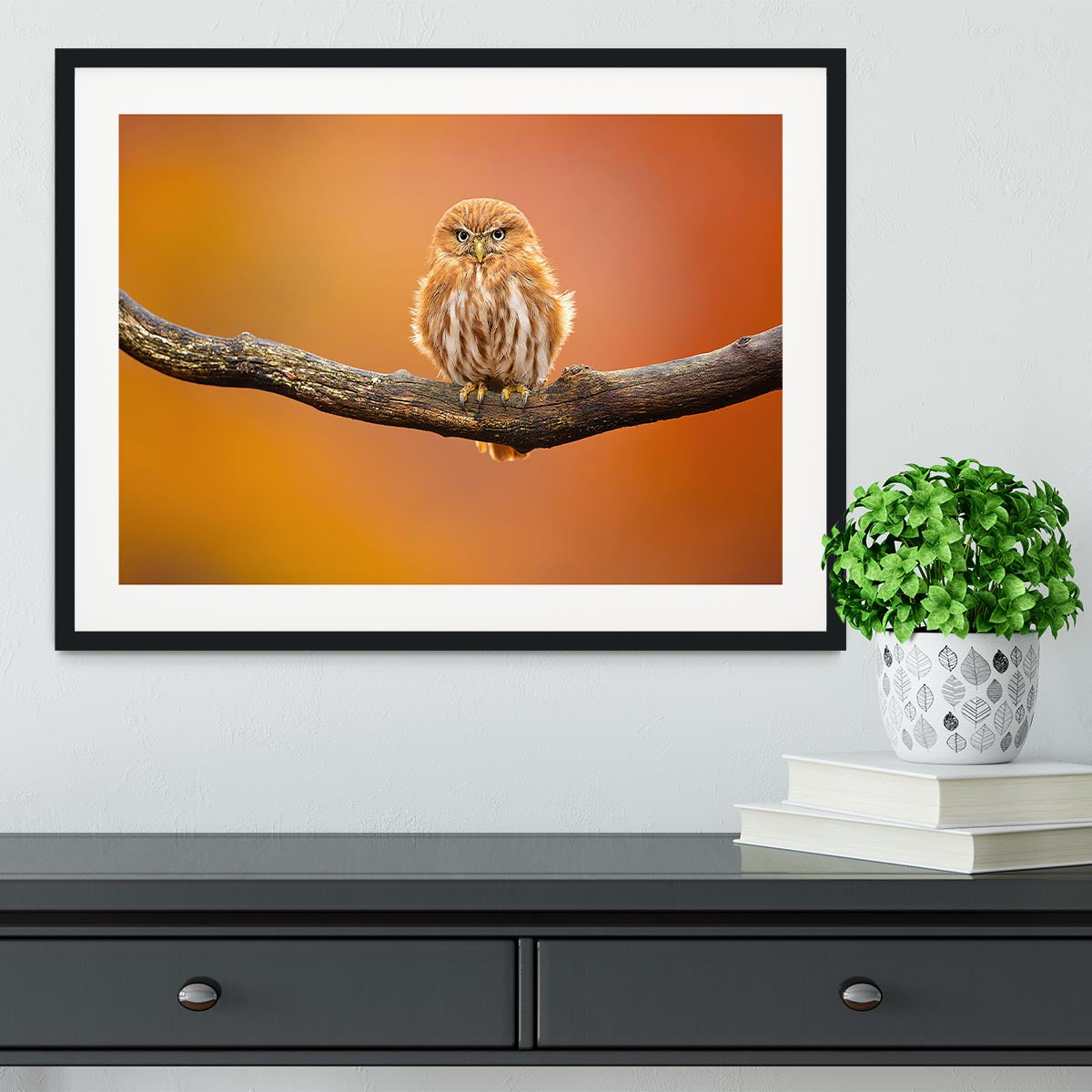 Orange Ferruginous Pygmy Owl Framed Print - Canvas Art Rocks - 1